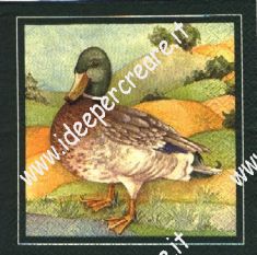 Anatra