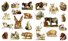 Animali