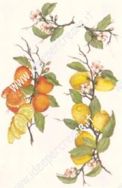 Agrumi